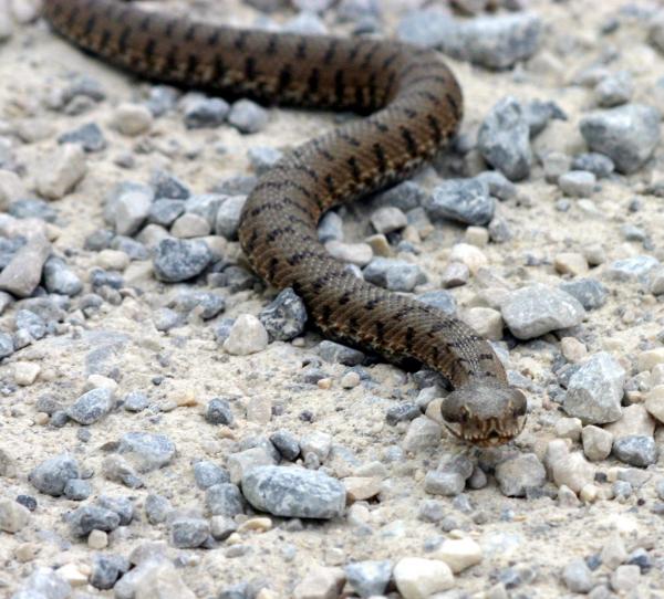 Самые ядовитые змеи в мире - гадюка Рузеля