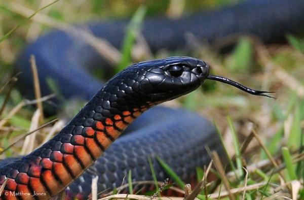 Самые ядовитые змеи в мире - черная ехидна