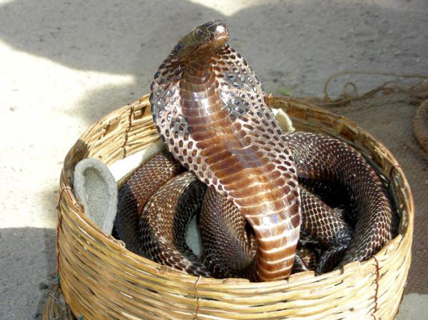 Самые ядовитые животные в мире фото - индийская кобра