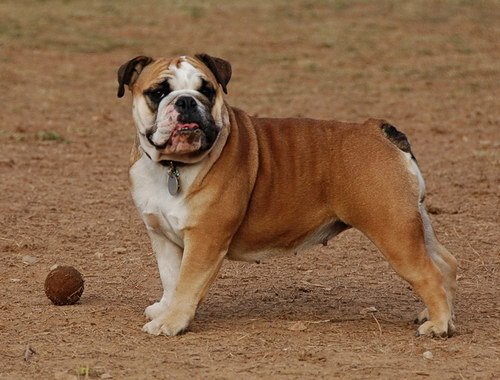 Самые дорогие собаки фото - Английский бульдог