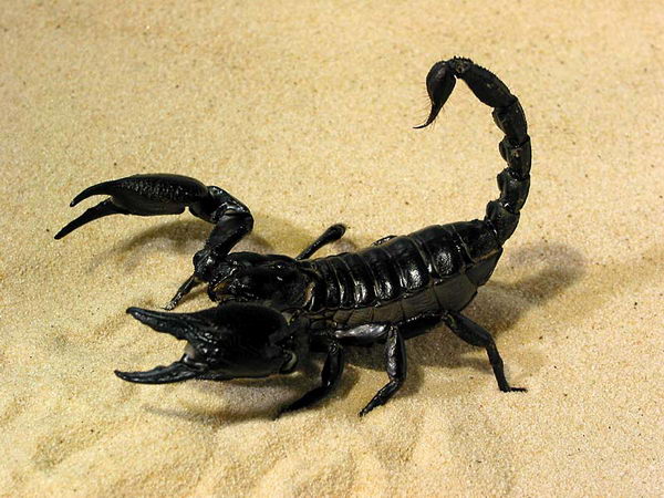 Самые ядовитые животные в мире фото - скорпион Лейурус