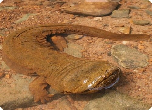 Самые странные животные фото - Саламандра гигантская