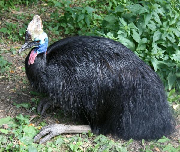 Самые большие птицы в мире фото - Казуар
