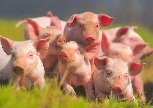Самые умные животные в мире фото - Свиньи