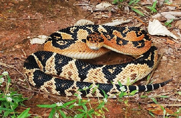 Самые большие змеи фото - Бушмейстер