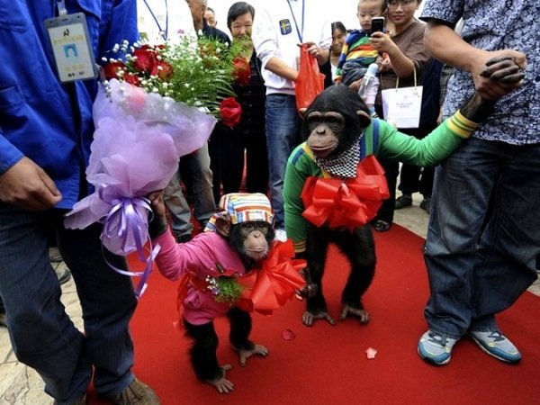 Самые дорогие животные фото - шимпанзе