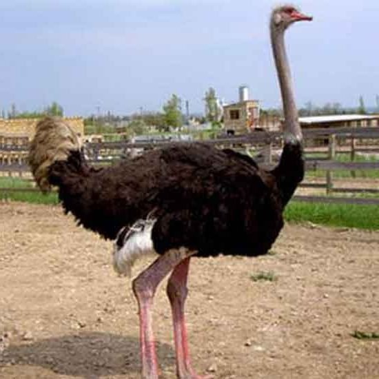 Самые большие животные в мире фото - Африканский страус