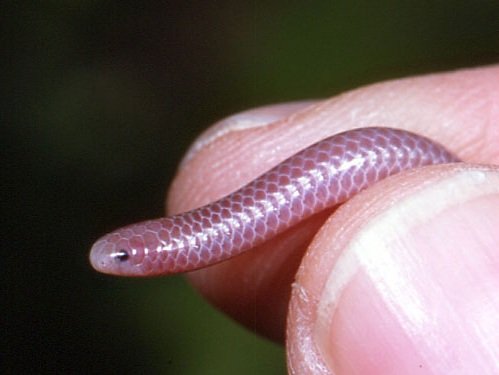 Самые маленькие животные в мире фото - Маленькая змея