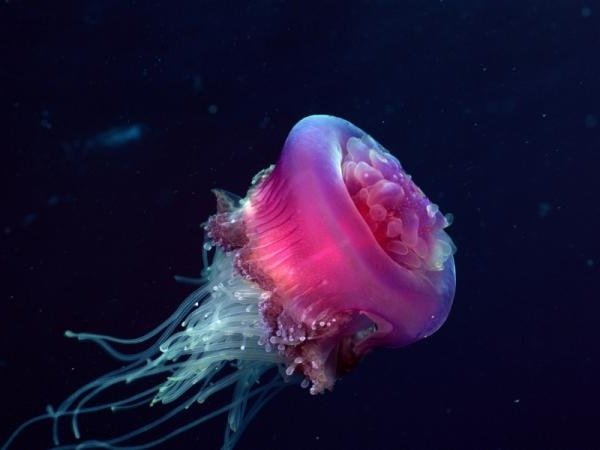 Животные долгожители фото и описание - Медуза
