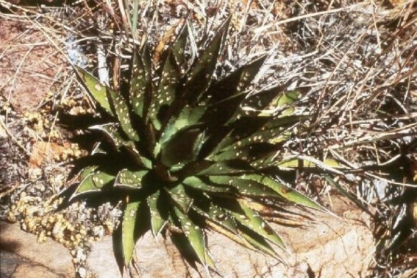 Исчезающие растения фото и описание - Аризона Агава