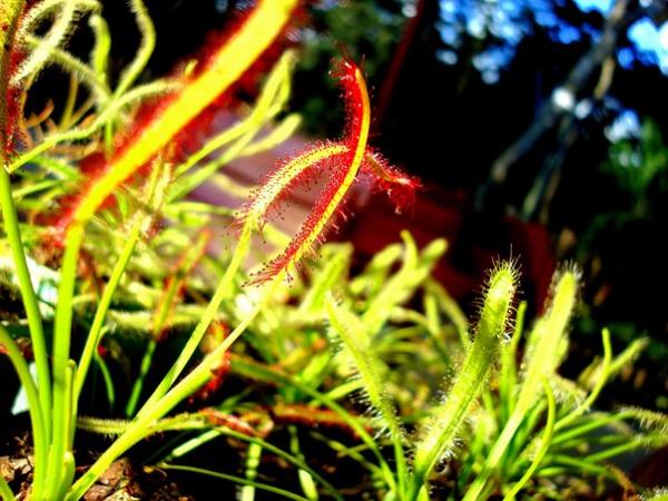 Растения убийцы фото и описание - Росянка капская