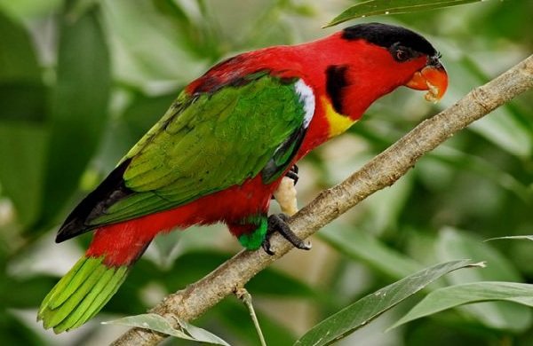 Говорящие попугаи фото и описание самых красивых - Широкохвостый Лори