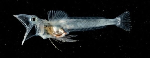 Морские животные фото - похожи на инопланетян - Щуковидная белокровка