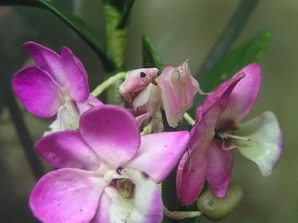 Маскировка животных фото и описание - Орхидейный богомол