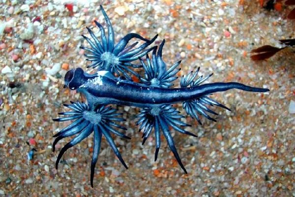 Морские животные фото - похожи на инопланетян - Голубой ангел