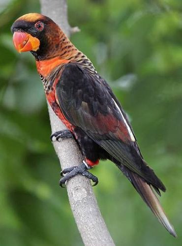 Говорящие попугаи фото и описание самых красивых - Белоспинный Лори