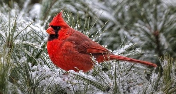 Красивые птицы нашей земли фото - Красный кардинал