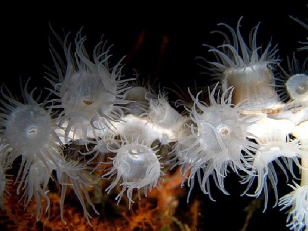 Морские животные фото - похожи на инопланетян - Актиния Горгоневая нашлепка