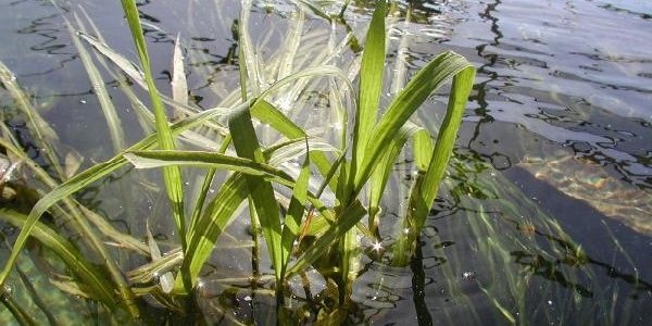 Исчезающие растения фото и описание - Техасский дикий рис