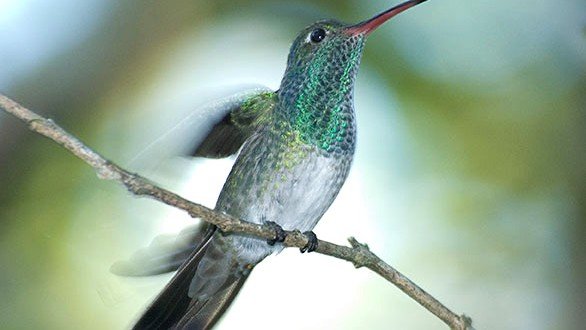 Самые редкие птицы фото и описание - Гондурасский Изумруд