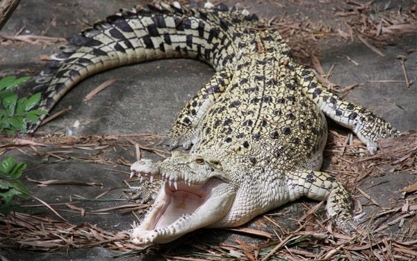 Интересные факты о животных - ошибочные мнения людей про расторопных крокодилов