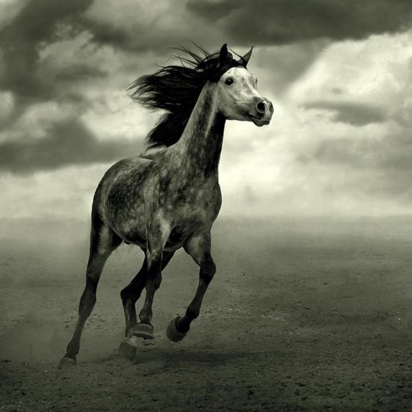 Самые известные животные в мире - Лошадь Марокко