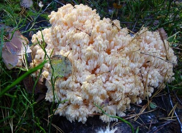 Необычные грибы фото самых интересных - Коралловый гриб