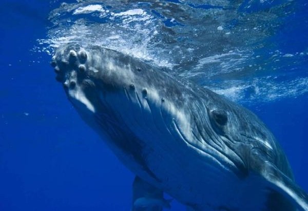 Самые длинные языки у животных - Синий кит