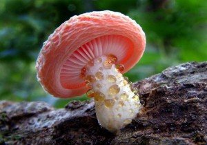 Необычные грибы фото