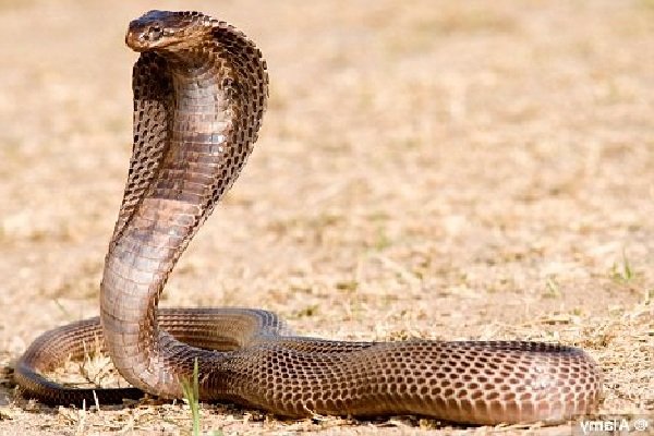 Самые длинные языки у животных - Змея