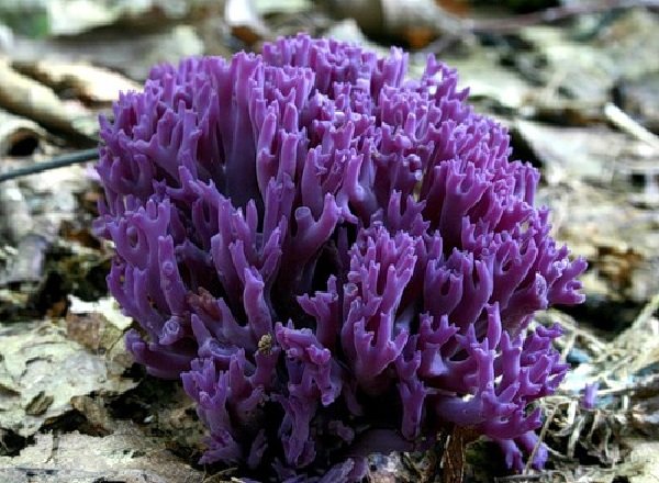 Необычные грибы фото самых интересных - Светло бурая клавария