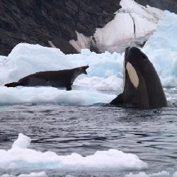Лучшие фильмы про животных - Смерть среди айсбергов