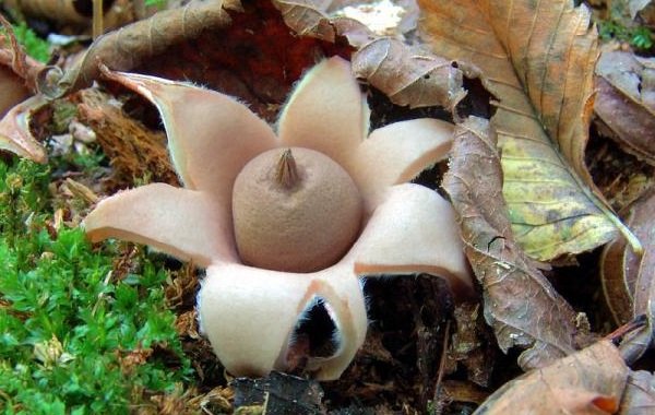 Необычные грибы фото самых интересных - Мешковидный звездовик