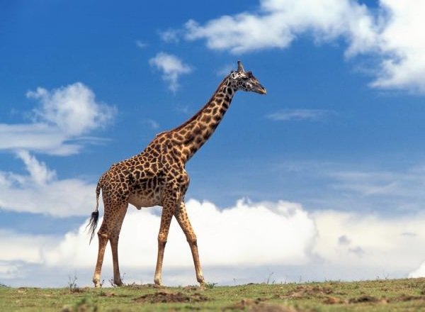 Самые длинные языки у животных - Жираф