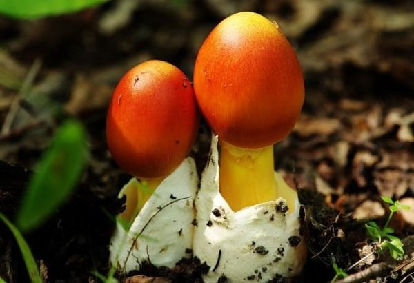 Необычные грибы фото самых интересных - Цезарский гриб
