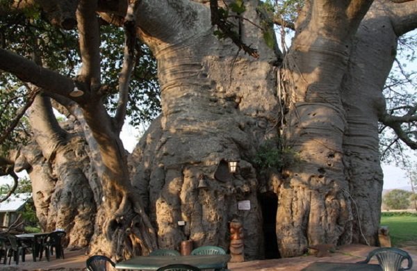 Необычные деревья и самые странные фото - Баобаб гигантский