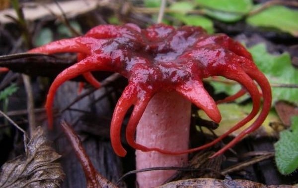Необычные грибы фото самых интересных - Морской анемон
