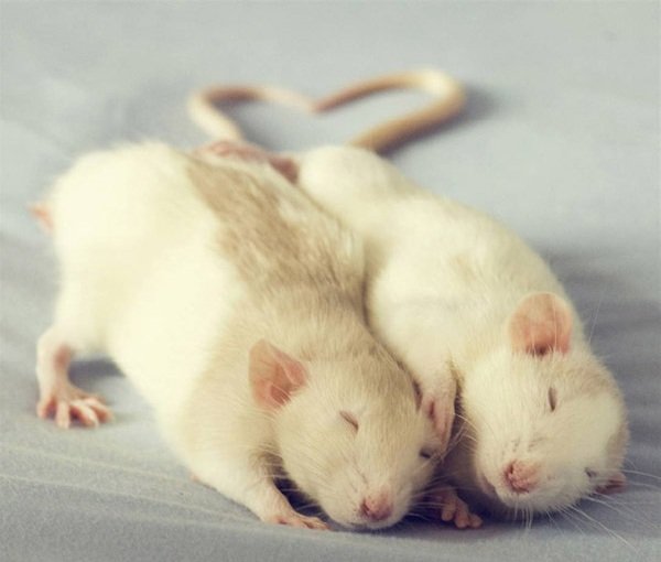 Самые плодовитые животные фото и описание - Крысы