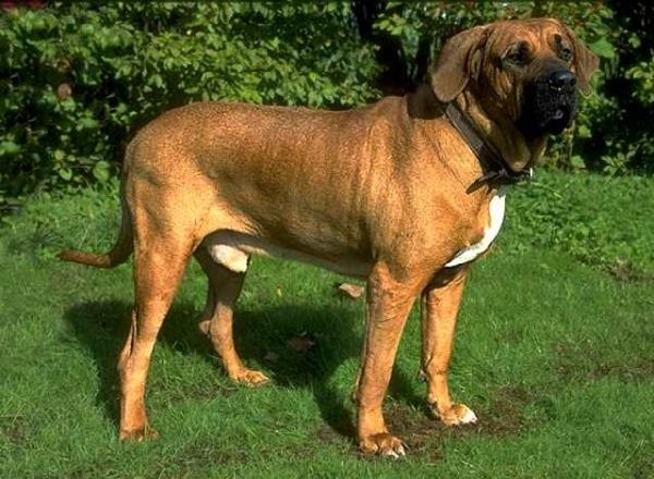 Запрещенные собаки в Европе и Америке - Бразильский Мастиф