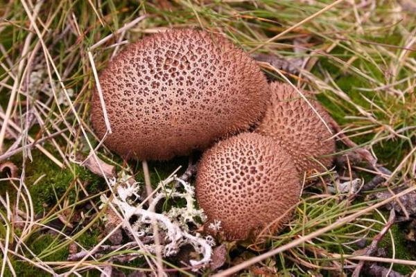 Необычные грибы фото самых интересных - Коричневый дождевик