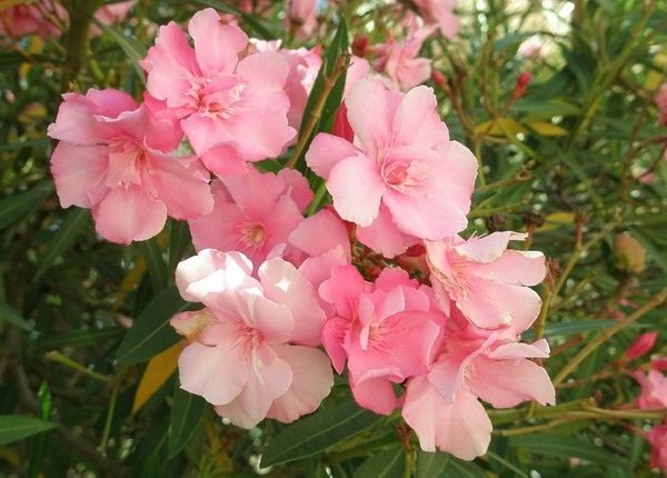 Растения афродизиаки фото описание - Масло розового дерева