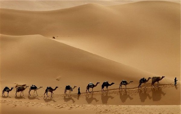 Как найти в пустыне воду
