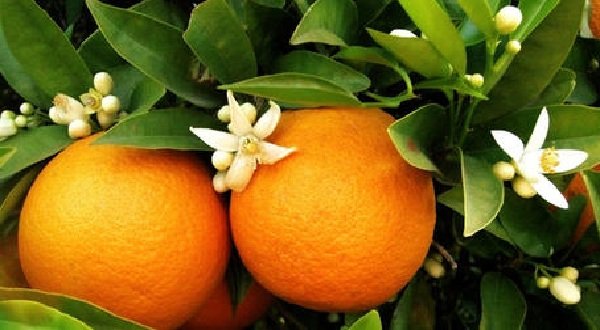 Комнатные растения целители и лечебные - Апельсиновое дерево
