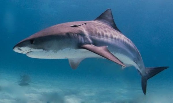 Самые быстрые рыбы в мире - Тигровая Акула