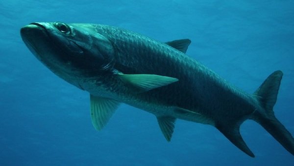 Самые быстрые рыбы в мире - Тарпон Атлантический