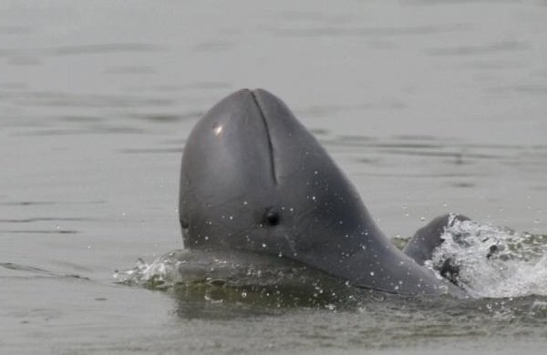 Адаптация животных в природе - Иравадийский дельфин