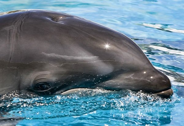 Животные гибриды фото и описание - гибрид кита и дельфина