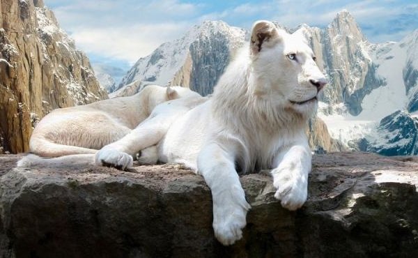 Животные белого цвета - Белые львы