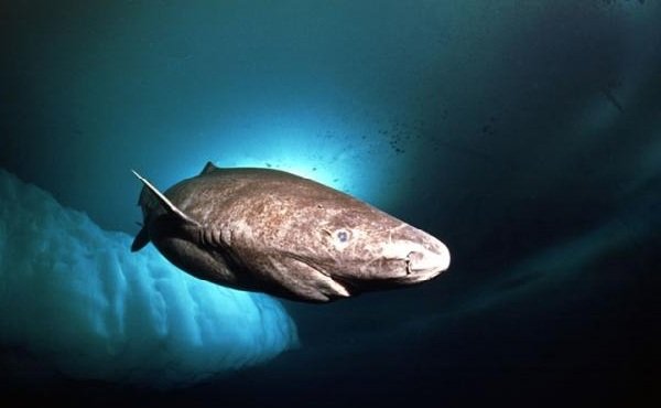 Самые медлительные животные в мире - Гренландская полярная акула