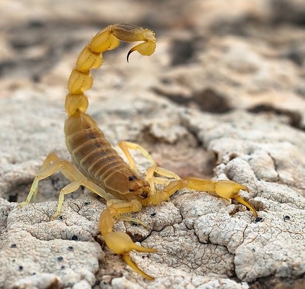 Животные пустыни - Желтый скорпион